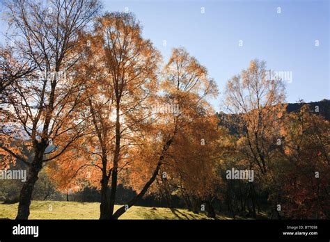 Autumn Trees Uk Hi Res Stock Photography And Images Alamy