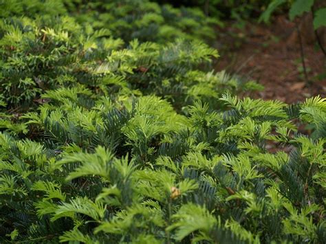 Japanese Plum Yew Prostrata Makes A Great Low Growing Cover For