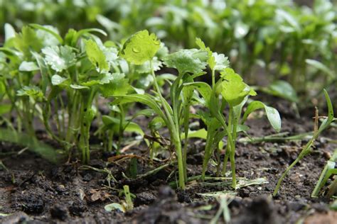 How To Grow Cilantro Guide Install It Direct