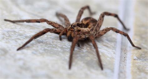 How To Avoid A Wolf Spider Bite Terminix