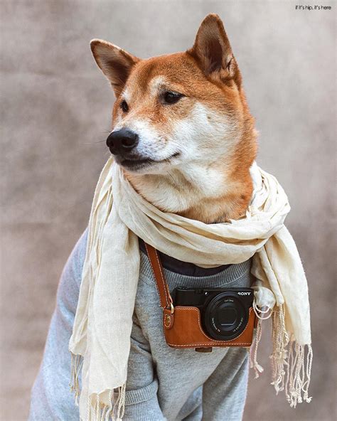 Dogs Who Deserve More Followers Than You Bodhi The Menswear Dog If