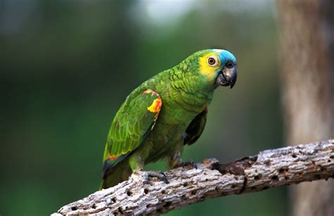 Aves Do Brasil Curiosidades Espécies Tipos E Muito Mais Guia Animal