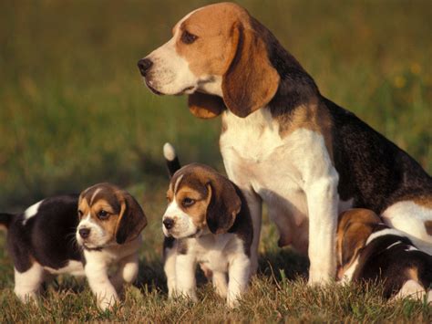 Cute Puppy Dogs Small Beagle Puppies