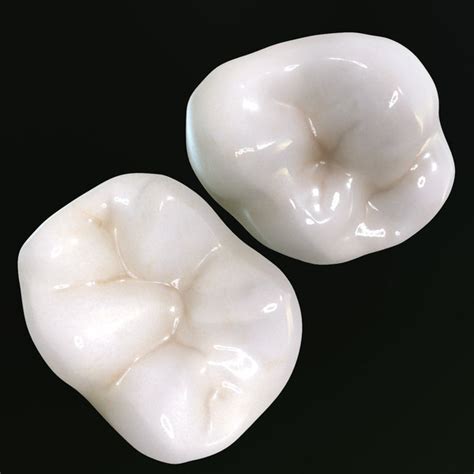 Teeth Molars 3d Max