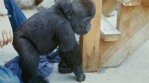 Koko The Gorilla Who Talks Early Days With Koko Twin Cities Pbs
