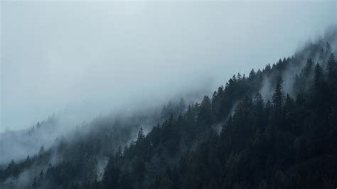 Download Free Photo Of Conifersdarkfir Treesfogfoggy From