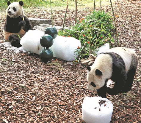 Belgian Zoo Gets Xis Letter On Panda Twins Birthday Cn