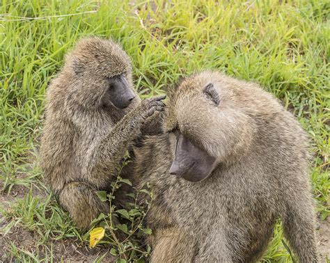 Olive Baboons Grooming Each Other Photograph By Morris Finkelstein Fine Art America