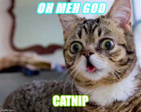 Derpy Cat Imgflip
