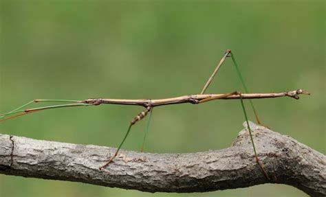 Stick Insects The Masters Of Disguise Animal Encyclopedia