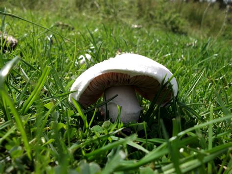 Field Mushroom - Agaricus campestris | Northern Wilds