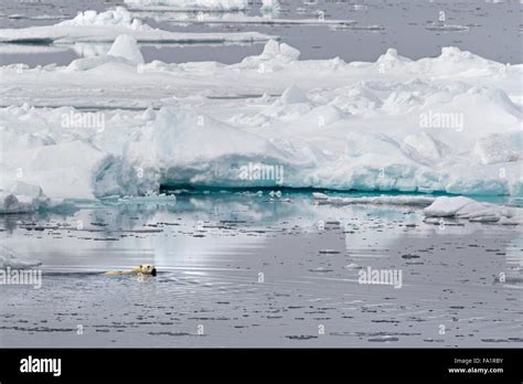 Polar Bear Swimming In On Pack Ice Spitsbergen Norway Europeursus