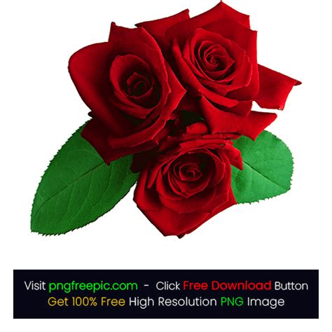 White And Red Rose Flowers Images Png Best Flower Site