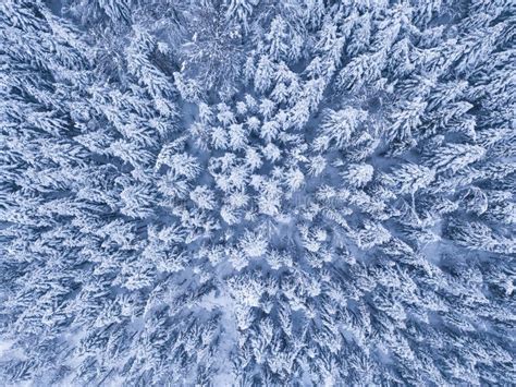 Winter Forest With Frosty Trees Aerial View Aerial Drone View Of The