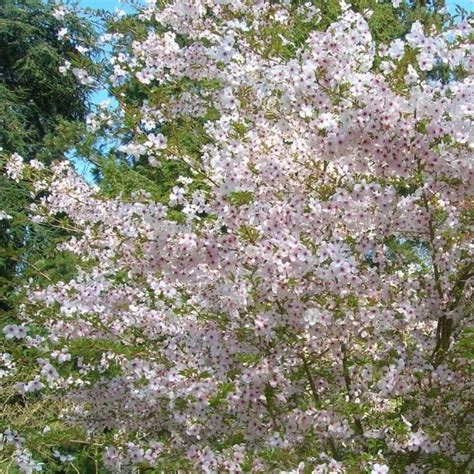 Prunus Incisa The Bride Buy Fuji Flowering Cherry Trees