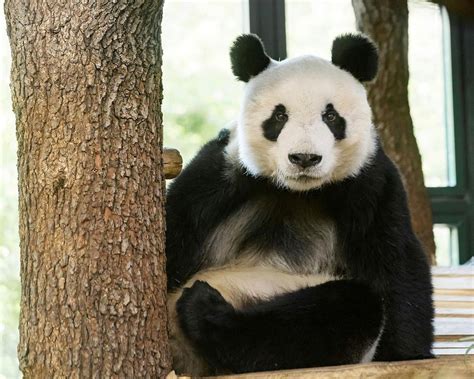 Vienna Zoo Gets Male Panda As Partner For Longtime