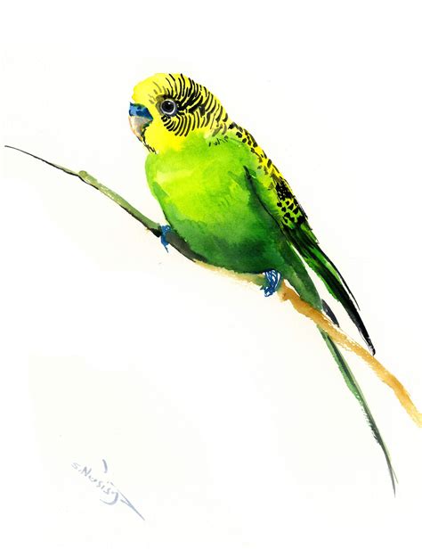 Green Budgie Parrot Painting Original Watercolor Art Etsy Original
