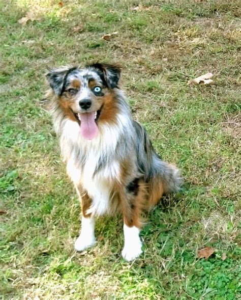 Raising A Mini Aussie Mini Aussie Coat Transitions Maintenance And Feel