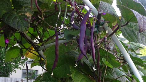 Map Purple King Beans In Our Garden