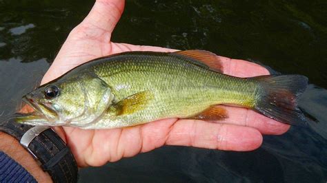 How To Identify All 9 Species Of Black Bass