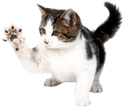 Kitten Png Image Free Download Picture Transparent Image Download