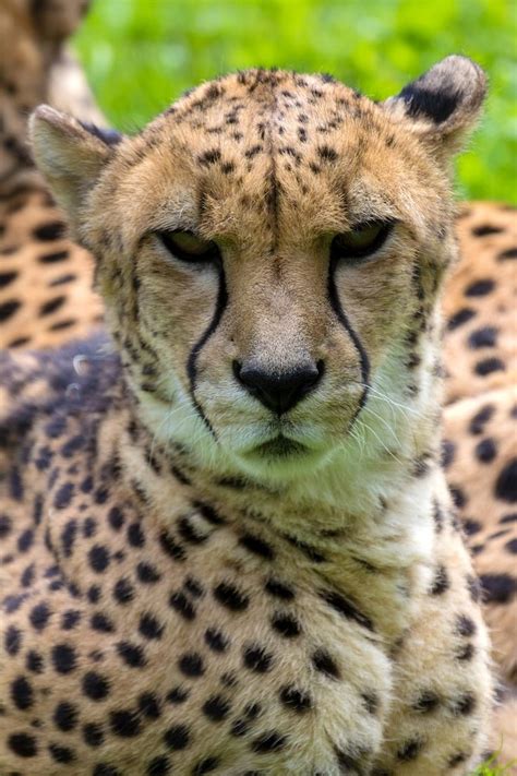 Cheetah Looking Forward Portrait Cheetah Laying Down Resting And