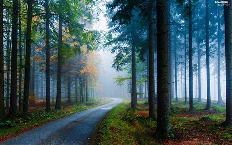 Autumn Way Fog Forest Beautiful Views Wallpapers