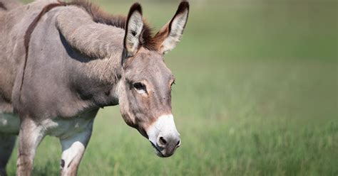 Mules And Donkeys Understanding And Appreciating Their Versatility And