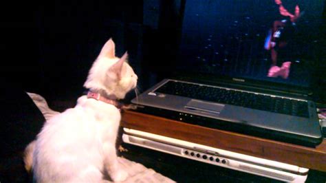 My Kitty Watching Michelle Lamour On Youtube Youtube