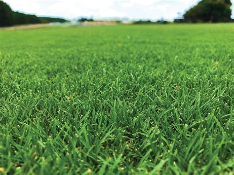 The grass species that we have today have some incredible differences between them. TifTuf Bermuda Turf - Sydney Lawn & Turf Supplies