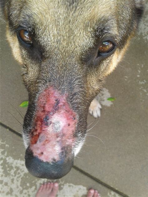 Skin Problem W Dogs Nose Ask An Expert