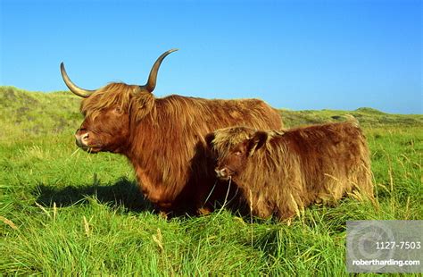 Scottish Highland Cattle Cow With Stock Photo