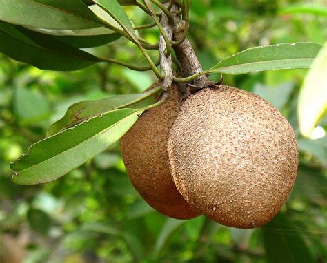 The fruit of the poisonous tree doctrine prevents the prosecution from admitting certain evidence into a criminal case after it has been tainted by a primary illegality. Growing Sapodilla tree in container | Easy tips by Nature ...