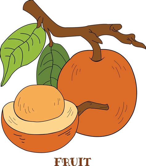 Ximenia Fruit Illustration 22471569 Vector Art At Vecteezy
