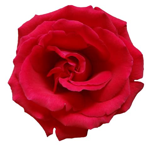 Rose Png Image Free Picture Download