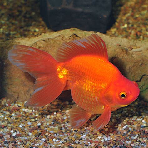 Red Ryukin Goldfish Pacific Fish Depot