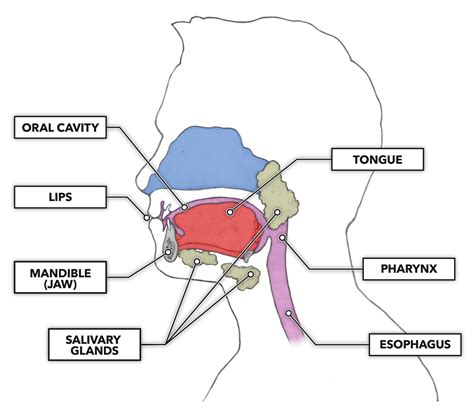 Crossfit The Gastrointestinal System The Mouth And Tongue