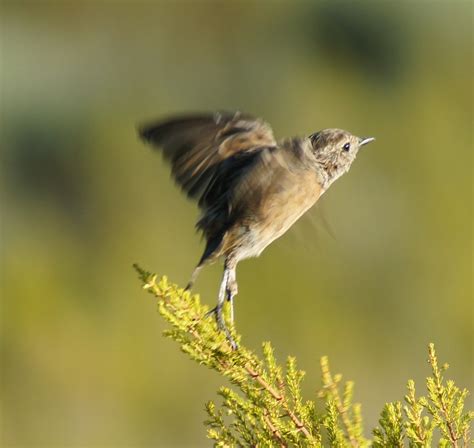 This Bird Has Flown Spotted Flycatcher Taking Flight Spott Flickr