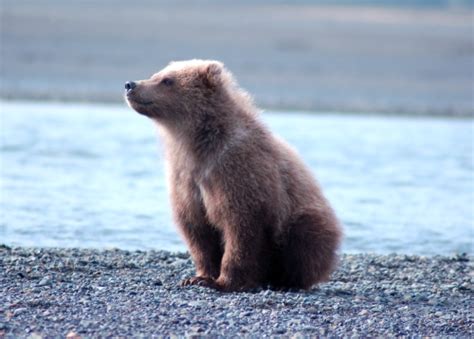 Grizzly Bear Cubs Grizzly Bear Blog Page 4