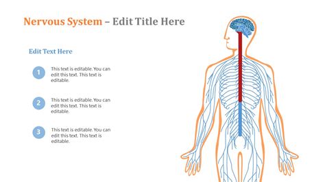 Nervous System Powerpoint Template Slidemodel