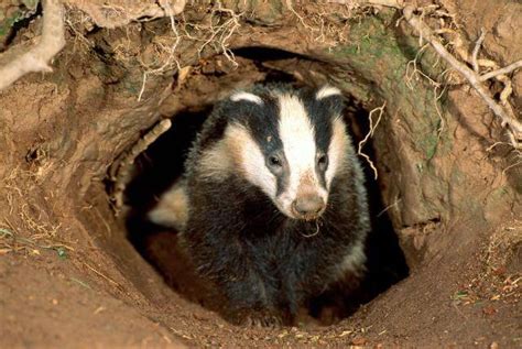Badger Cull A Shamanic Attack On The Ability For Britain To Defend Herself