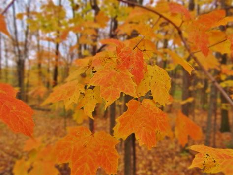 Sugar Maples Fall Colors Fall Favorites Autumn Leaves