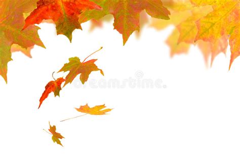 Autumn Leaf Fall Stock Photo Image Of Autumn Rustic 11143046