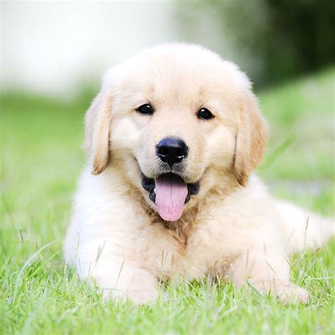 1 Golden Retriever Puppies For Sale In Ohio