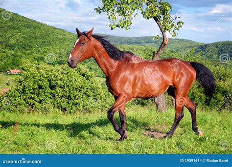 Horse In The Green Nature Stock Photo Image Of Grass 19591614
