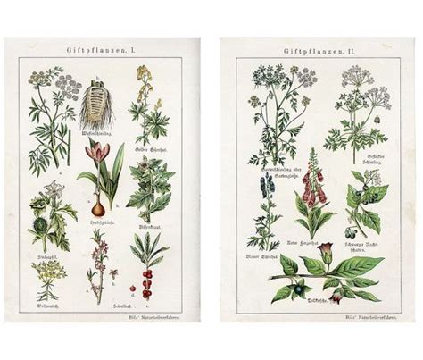 1902 Poisonous Plants Lithographs Original Antique Prints Prints