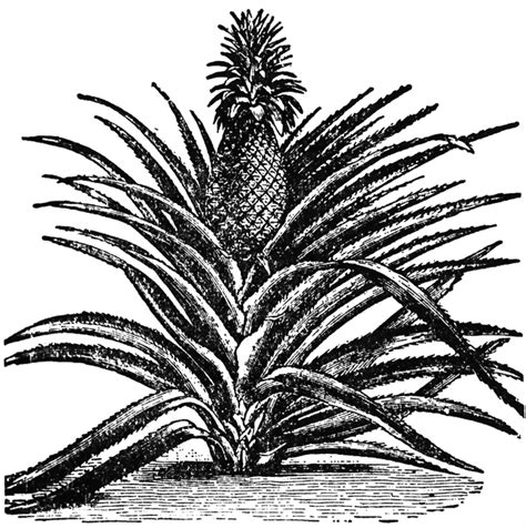 Drawing Pineapple Plant Black And White Clip Art Library