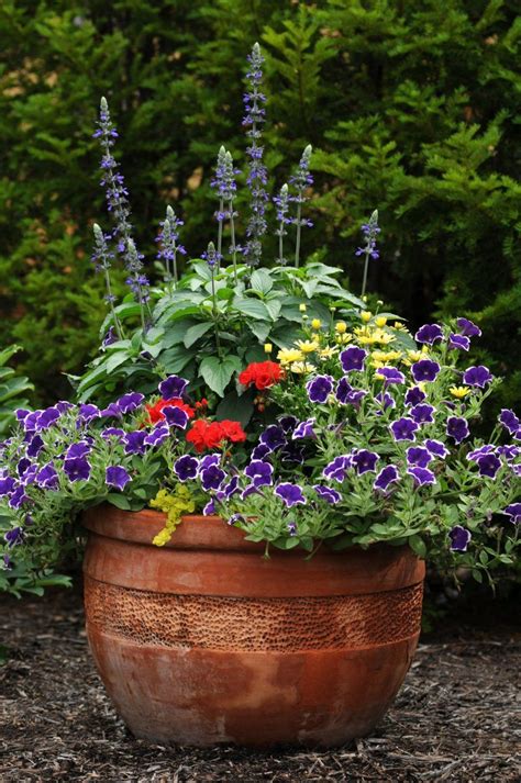 Annual Flowers For Containers In Sun Or Shade Container Gardening