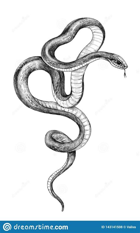 Snake Sketch Snake Drawing Snake Art Eye Drawing Drawing Sketches