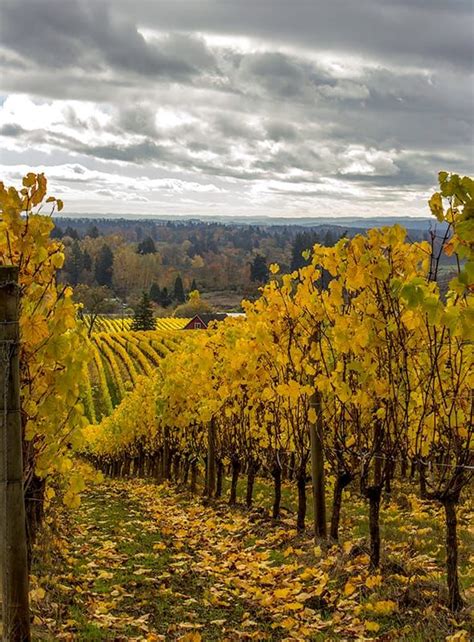 Oregon Vineyard By Sherry Levasseur On 500px Oregon Vineyards